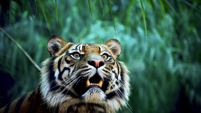 tiger, nature, animals