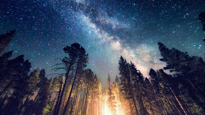 Milky Way, forest, starry night, camping, landscape, space, universe, trees, nature, long exposure, lights