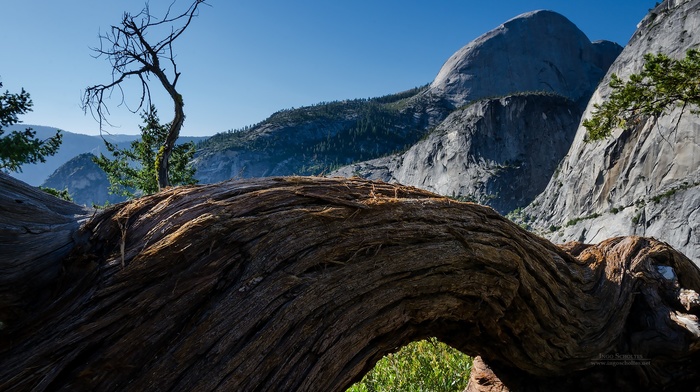 trees, nature, Yosemite National Park, landscape, california, mountain