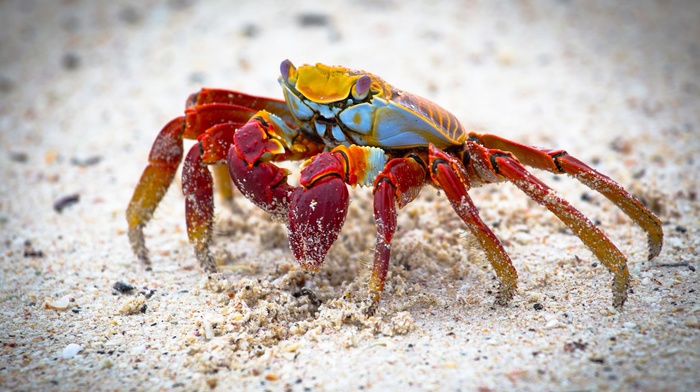 nature, crabs, crustaceans, landscape, animals
