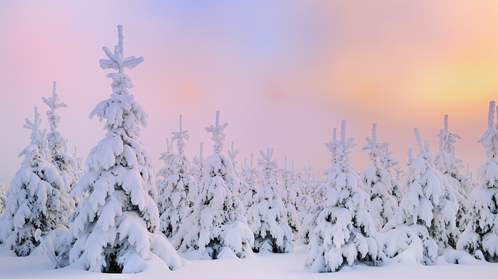 forest, snow, landscape, trees, nature