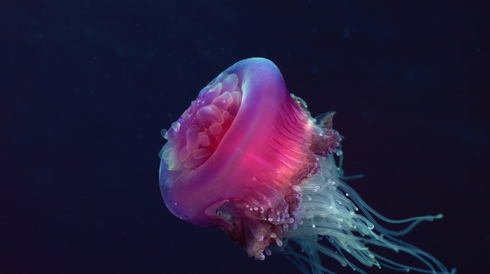 nature, jellyfish