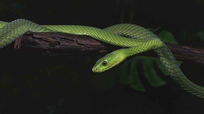 reptile, animals, snake, nature