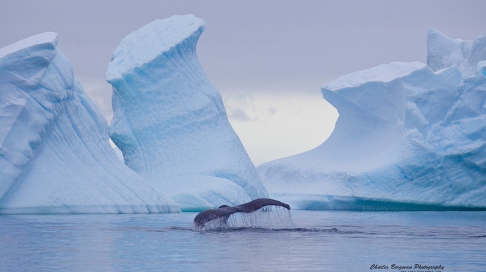 whale, nature, ice, iceberg, animals, landscape