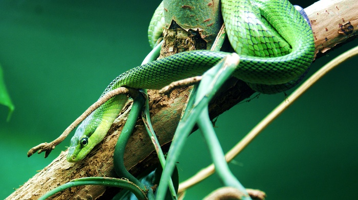 snake, branch, reptile