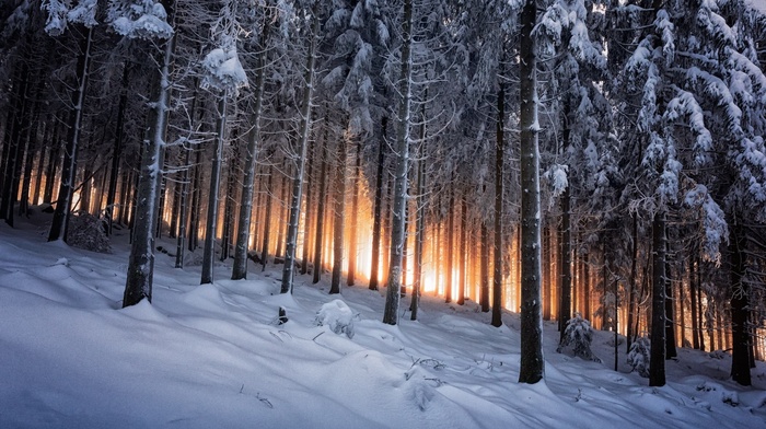 forest, winter, white, trees, Germany, yellow, snow, black, nature, mountain, sunrise, landscape