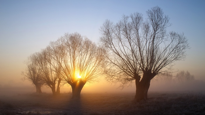 frost, mist, landscape, trees, nature, sunrise, cold, morning, winter, branch