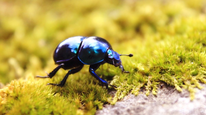 insect, beetles, animals, moss