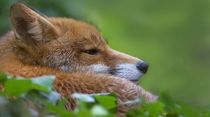 fox, nature, animals