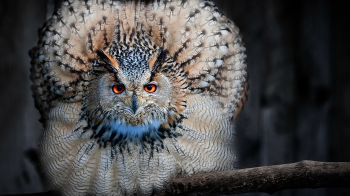 owl, animals, birds, nature