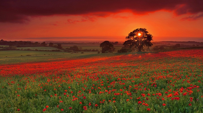 sky, sunset, landscape, flowers, nature