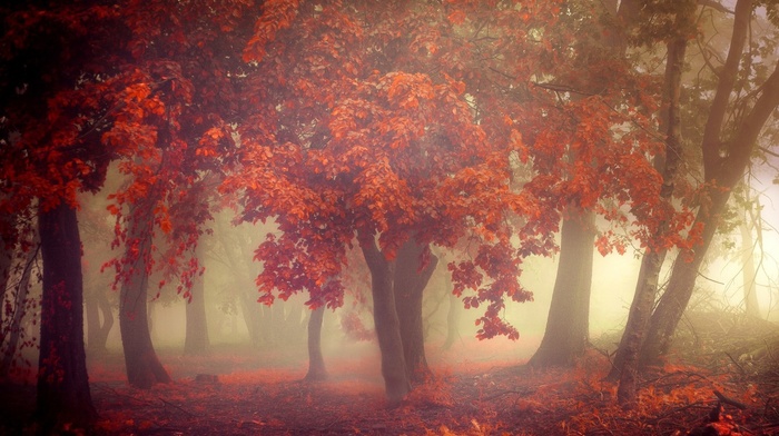nature, leaves, forest, fall, landscape, mist, trees, morning, orange