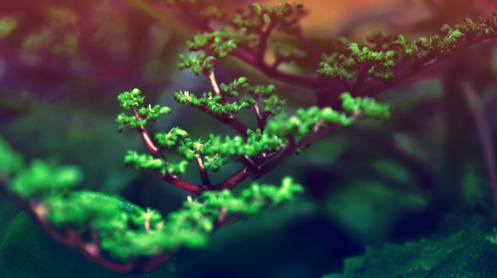 blurred, plants, bonsai, green, nature