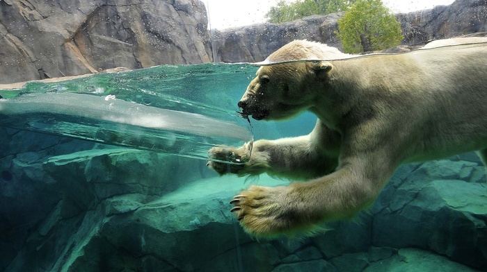 split view, ice, polar bears, animals, swimming