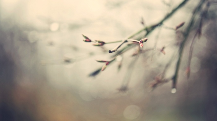 nature, blurred, bokeh, branch
