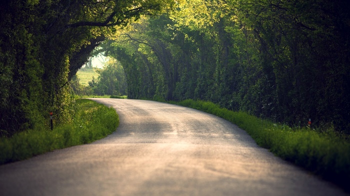 nature, blurred, path, tunnel, trees, road