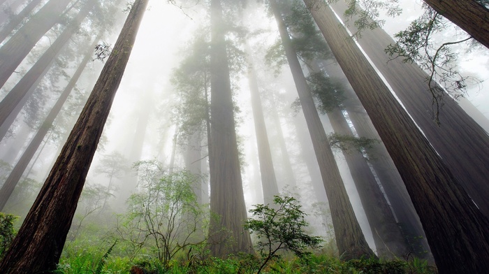 mist, forest, shrubs, redwood, trees, perspective, ferns, landscape, california, nature