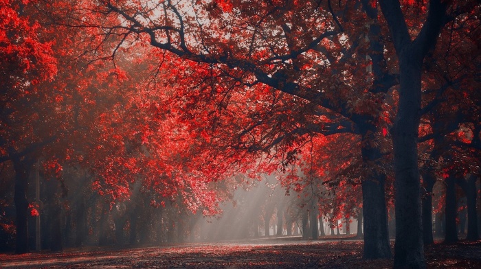 leaves, nature, park, landscape, trees, mist, seasons, fall, red, sun rays