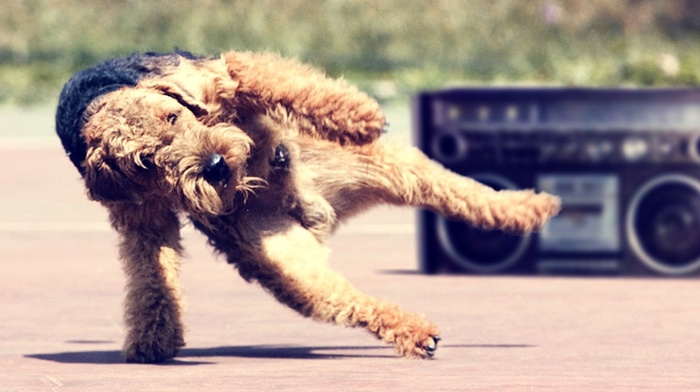 dog, music