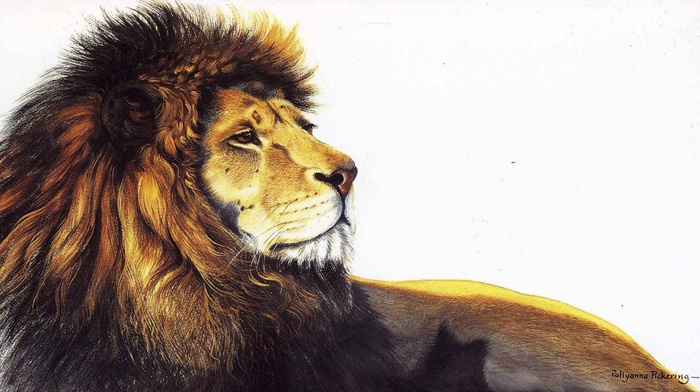 artwork, lion, animals
