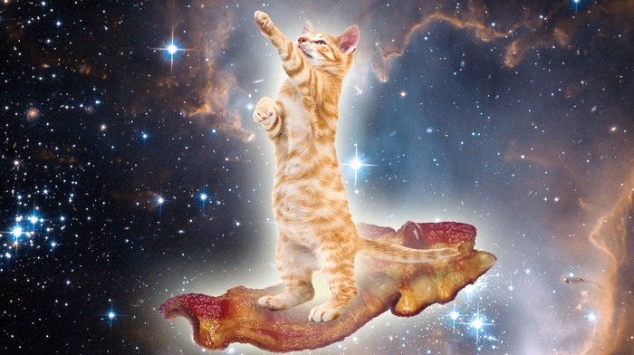 surreal, cat, space, bacon, animals