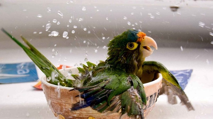 bathing, parrot