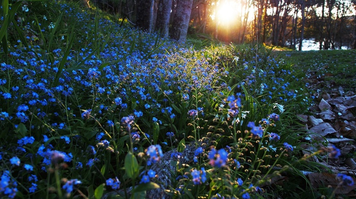 nature, blue flowers, flowers, sunlight, forget, me, nots