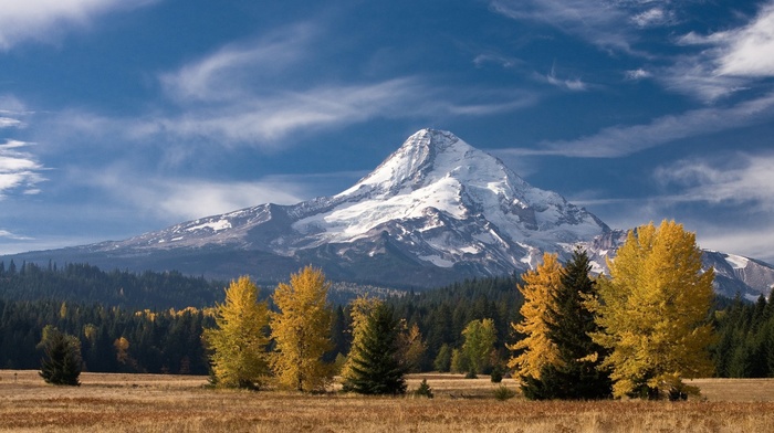 forest, mountain, landscape, nature