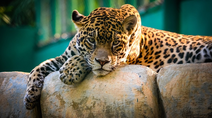 leopard, nature, animals, wildlife