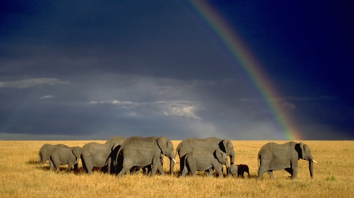 animals, elephants, savannah, wildlife, nature, landscape