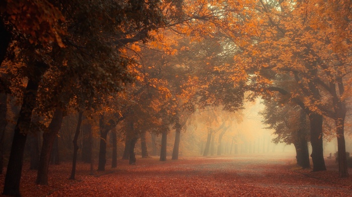 red, fall, tunnel, trees, mist, morning, road, nature, park, leaves, orange, landscape