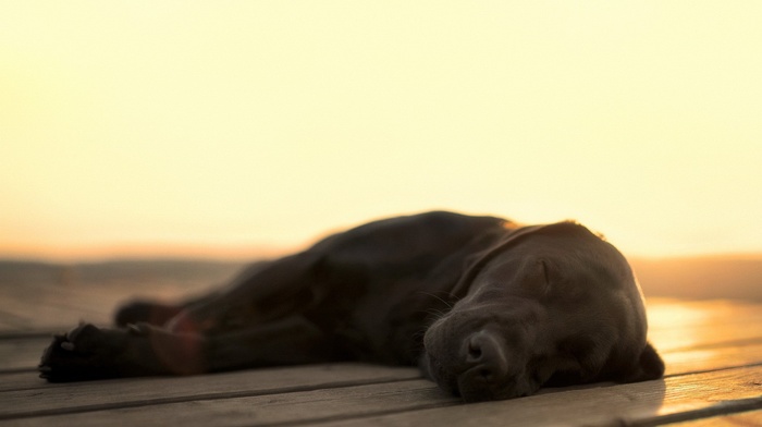Labrador Retriever, animals, dog, blurred, sleeping, wooden surface, sunlight, depth of field