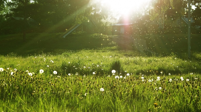 green, grass, dandelion, sunlight