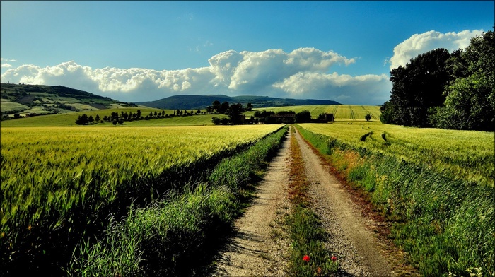 nature, farm, dirt road, path, landscape