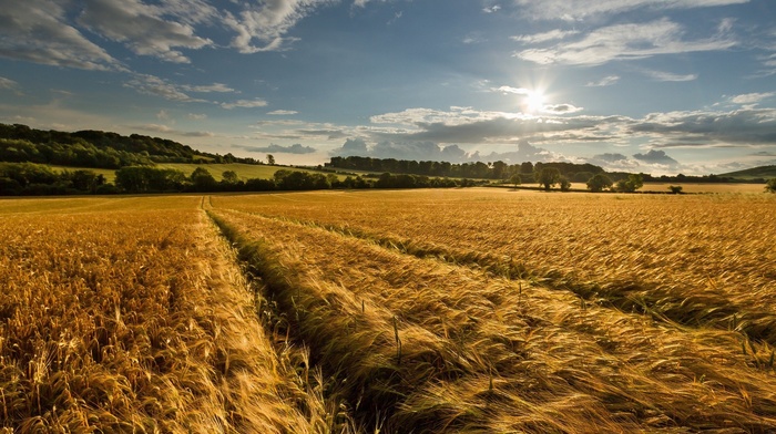 landscape, nature, farm, wheat