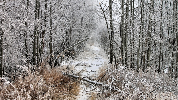 landscape, nature, winter, snow, trees