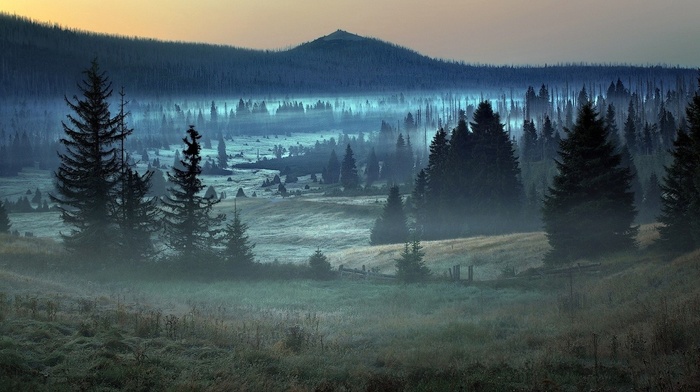 grass, sunrise, trees, mist, mountain, Germany, nature, forest, landscape