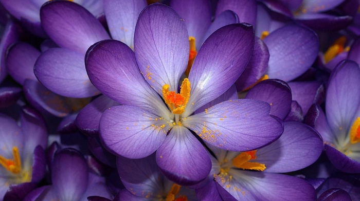 flowers, purple flowers, crocuses
