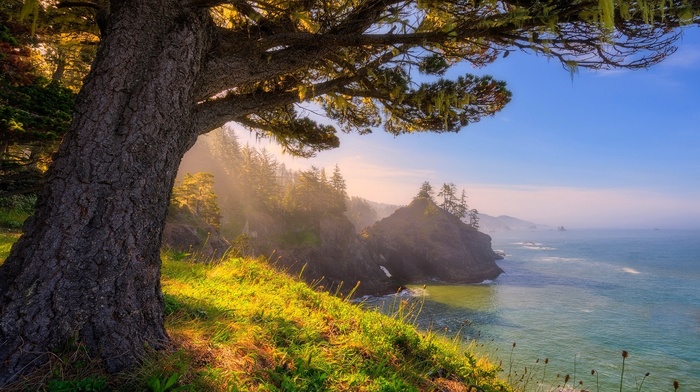 sunlight, landscape, trees, Oregon, forest, nature, grass, coast, sea