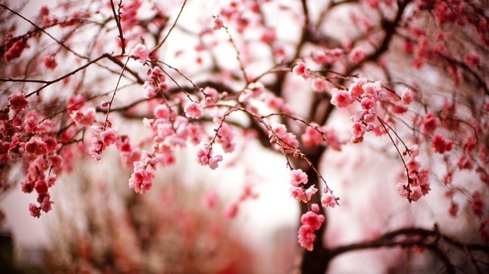 trees, photography, macro, cherry blossom