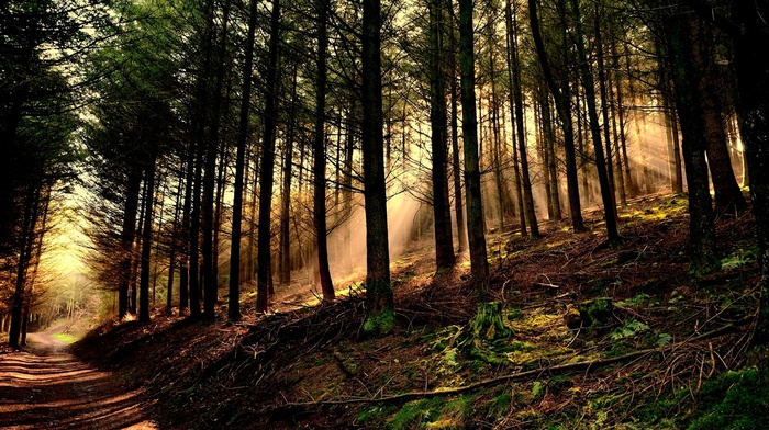 sun rays, forest, leaves, dirt road, roots, moss, nature, path, hill, branch, trees, wood