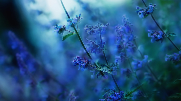 depth of field, sunlight, nature, flowers, blurred, blue flowers