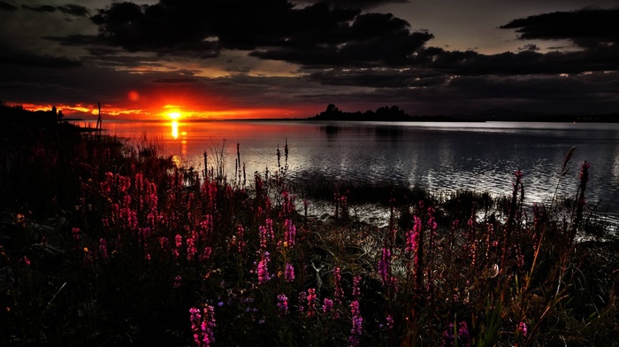 clouds, flowers, nature, sunset