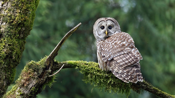 moss, owl, nature, birds, branch