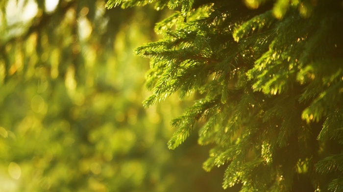 photography, depth of field, spruce, nature, sunlight, blurred, green