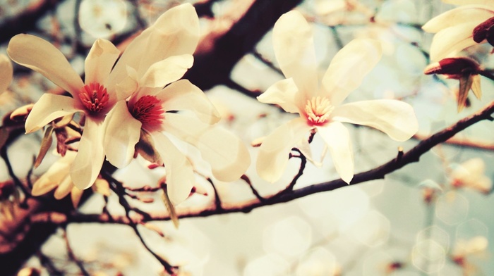 flowers, macro