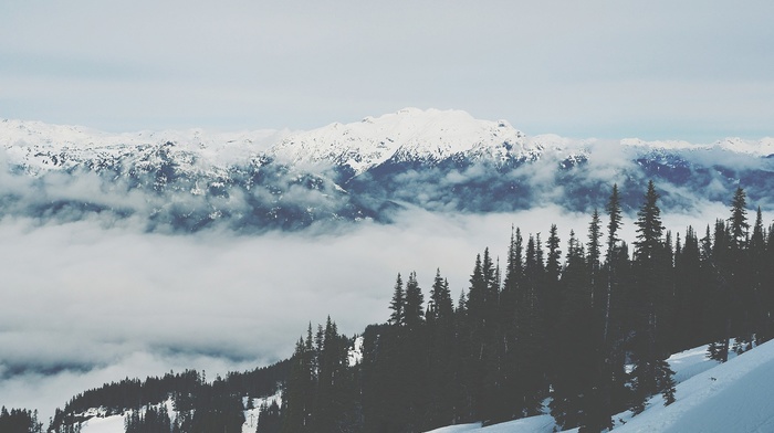 trees, winter, snow