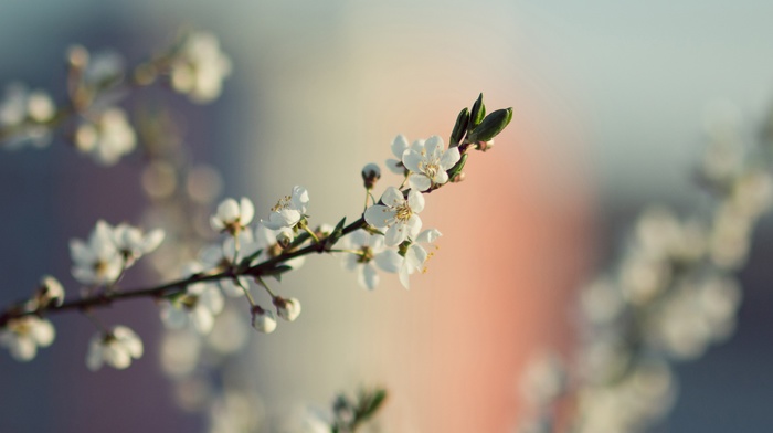 flowers, macro, white flowers