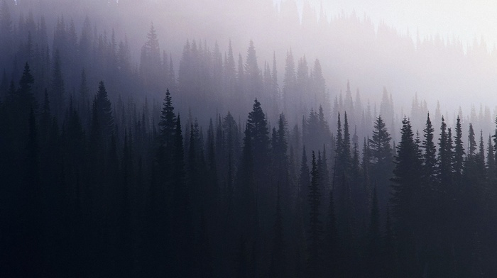 nature, forest