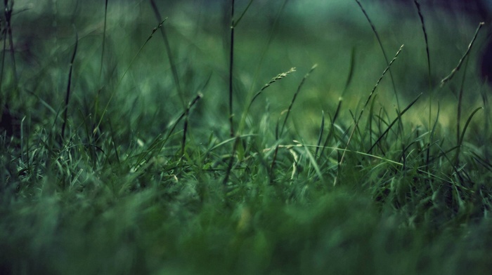 closeup, grass